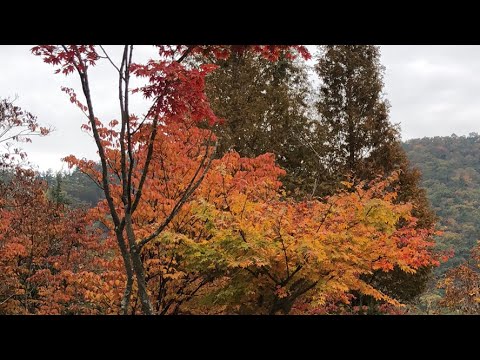 Fall of colors - YouTube