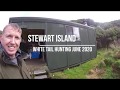 Stewart Island June 2020 white tail deer hunting