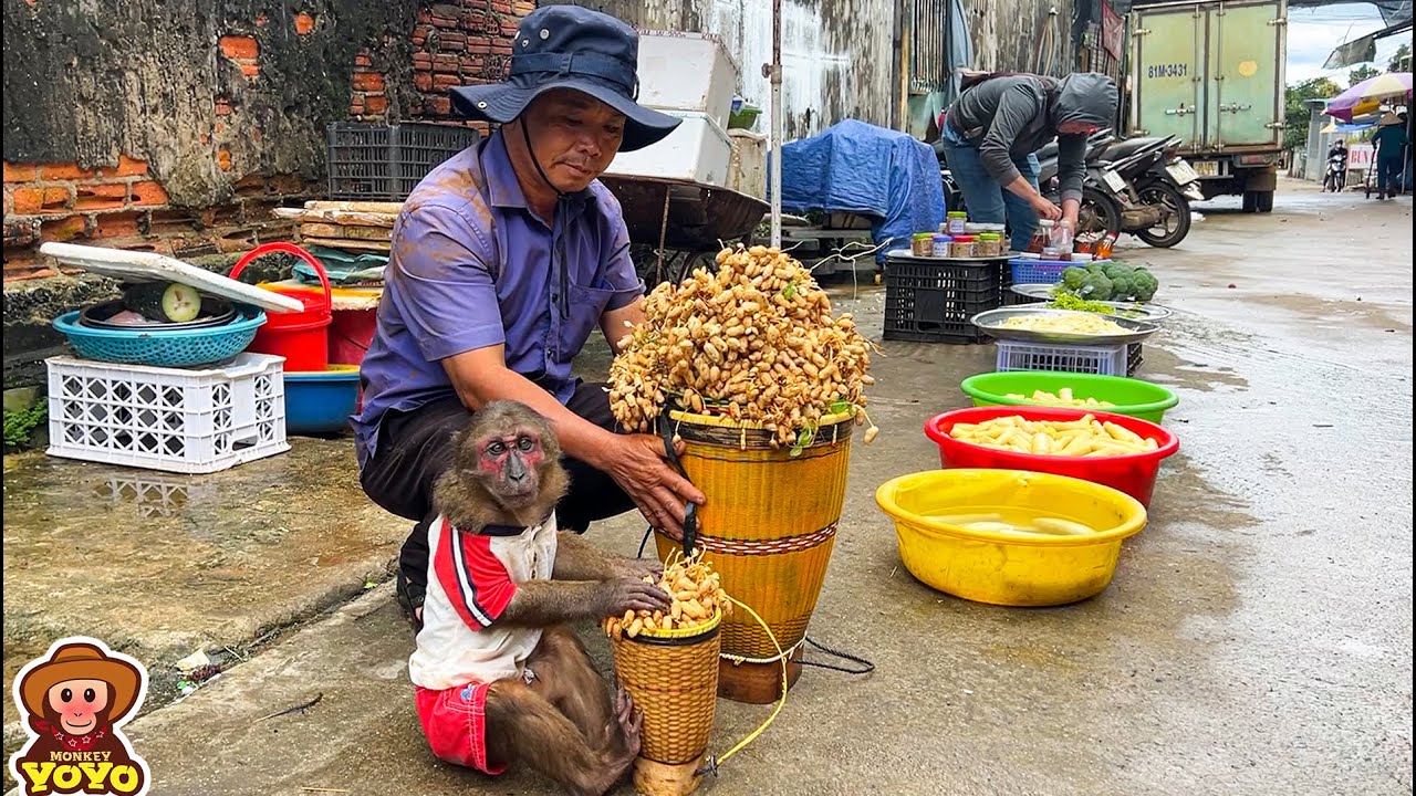 Monkey Mart - viet nam