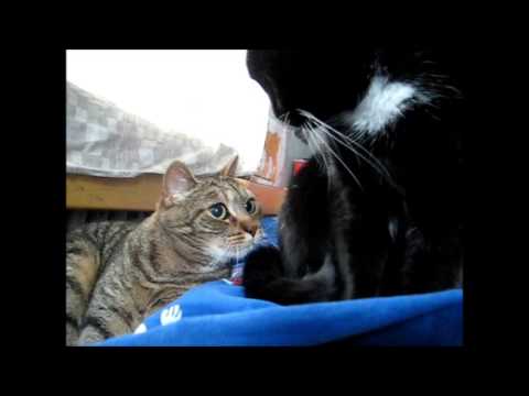 cat animal hospital near me Morning cats