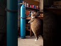 “Cat Inflates on Oxygen Cylinder and Floats Around Workshop! 🐱✨” #funny #aivideo #animals #cat #dog