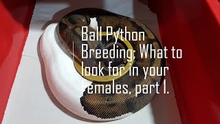 Breeding Ball Pythons; The Females; Part 1.