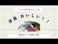 ウチの文鳥 おマメ 毎日のゴハンを紹介　の巻