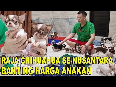 Video: Chihuahuas: Perawatan dan Pemeliharaan Breed Anjing Terkecil dan Tertua