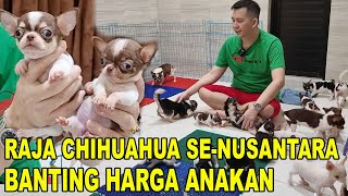 BANTING HARGA ANAK ANJING CHIHUAHUA