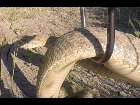 Large Lethbridge Rattlesnake Had three