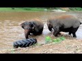Friendship Beyond at Elephant Nature Park