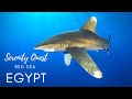 RED SEA WONDERS - ELPHINSTONE/MARSA ALAM - SOUTHERN  EGYPT  -  WORLD BEST DIVING - 4K VIDEO