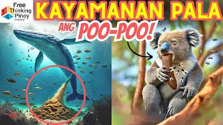popoo ng PINAKA MALAKING BALYENA! Bakit Kinakain ng Rabbit ang kanilang dumi? by Free Thinking Pinoy 200,390 views 1 month ago 10 minutes, 40 seconds