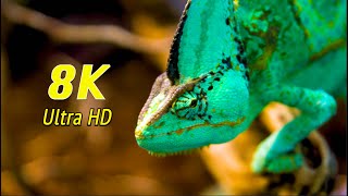 Collection of Chameleons in 8K UHD by 8K Naturer 2,980 views 3 years ago 4 minutes, 20 seconds