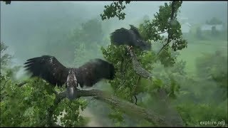 Decorah Eagles Cam ~ Winging In the Rain...Dancing In The Rain 6.26.18