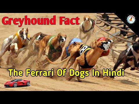 Greyhound Dog Facts In Hindi The Ferrari Of Dogs Greyhound Dog Facts In Hindi