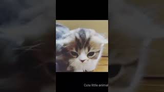 Funny Animals Videos 2022 - Best Cats And Dogs Videos by Love kittens 😻 6 views 1 year ago 2 minutes