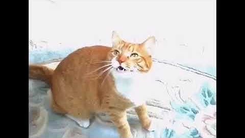 Shortest Video on YouTube Part 8 Looped