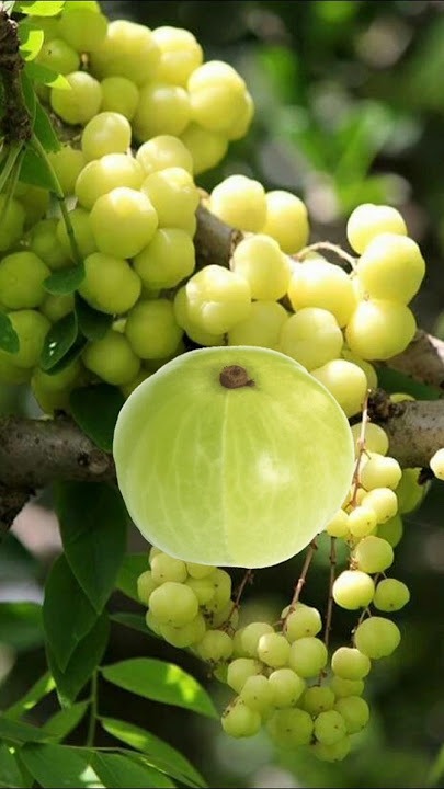 cermai fruit#bebygirl #fotocantik #safira #vidioviral