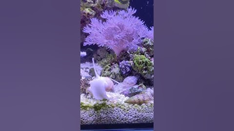 Today in the Reef Aquarium: Discovering Pulsating Xenia Coral! 24