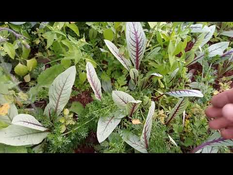 Vídeo: Plantas Alelopáticas - O que é Alelopatia
