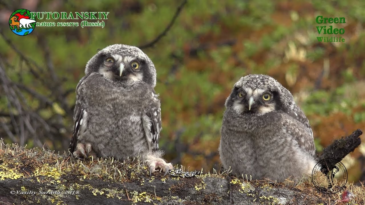 Northern hawk-owl / Ястребиная сова / Surnia ulula / Sperbereule. Green Video Wildlife
