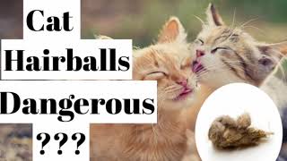 Hairball in cats .Are they dangerous??? by petdotvet 56 views 2 years ago 2 minutes, 51 seconds