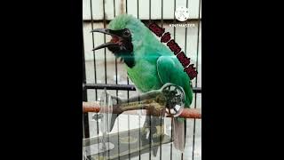 cucak ijo isian mesin jahit cocok buwat mancing cucak ijo