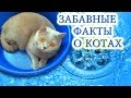 Факты о кошках и котах