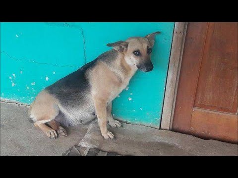 Video: Innan din hund räddades
