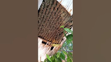 Large Double Beehive Removal Pt.2! | #bees #savethebees #beekeeping