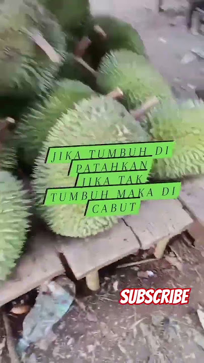 Teruslah tumbuh walaupun bnyak yang tak menyukai pertumbuhan mu.Subscribe Chanel YouTube Alfan Bungo