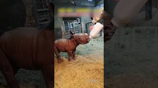 His job is walking baby rhinoes everyday! | Journey to the wild #shorts