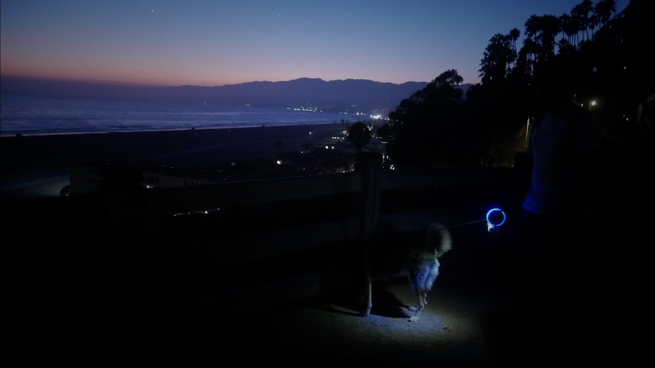 Moestar Retractable LED Leash Review