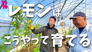 【神回】本には載らないレモンの育て方をプロ農家同士が本気で話す