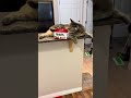 He’s fed up with the humans and their garbage 😾 #catfluencer #cats #naughtycats #catsoftiktok #t...