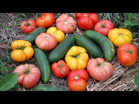 En Verimli Ve Renkli Ata Tohumlarımız🍅Bedava Ata Tohumu Dağıtımı Ve Satışı Hakkında Bilgi Paylaşımı