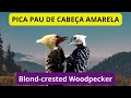 Casal de Pica-pau-de-cabeça-amarela - Blond-crested Woodpecker - Aves Brasileiras