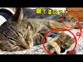 寝ながら子猫と遊んであげるハイスペックなお姉ちゃん猫 She plays with the kitten while sleeping