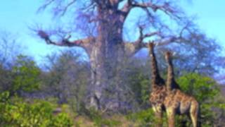 South Africa- Travel Guide
