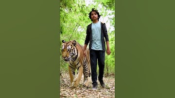 Boy walk with Tiger #animation #loop #music #soundeffects #walkingsound #walksound #mukbang