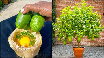 Using unique method for growing lemon plant at home | Tips & tricks in this video