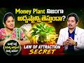 Money Plant & Law of Attraction: The Truth Revealed! | AANWAR | money plant lucky | Telugu money |