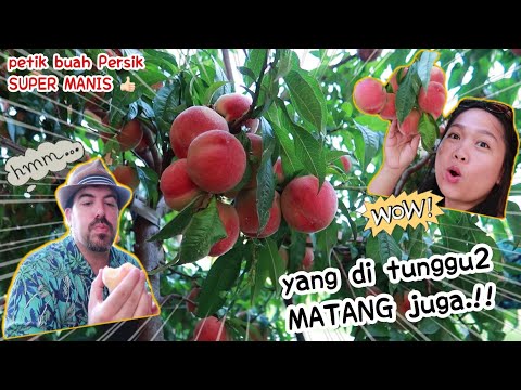 Video: Cara Menyimpan Buah Persik Dengan Betul