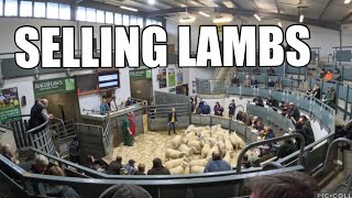 WORTH THE WAIT!! Selling store lambs at auction by Dale Farm 13,225 views 6 months ago 14 minutes, 38 seconds