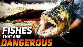 The Most Dangerous Fishes In the World (2023) by Animal Verse 457 views 4 months ago 10 minutes, 43 seconds