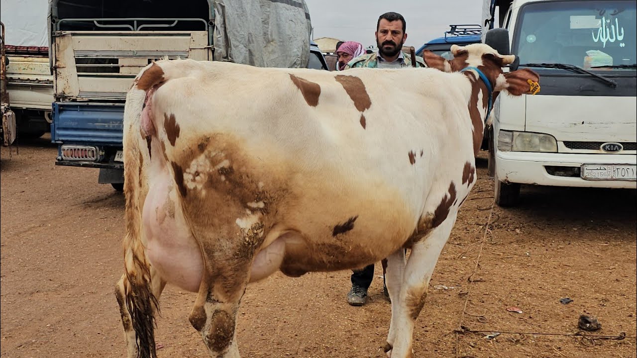 سوق البقراليوم  في معرة مصرين بقرة حطيط هولشتاين احمر 3100$ بتاريخ 1/23لتواصل 352681111182+