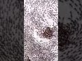 The Terrifying Truth Behind Ant Mills (Why Ants Walk in Circles) #ants #antcolony