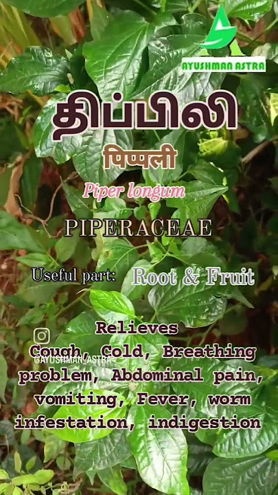 Long pepper -Thippili Benefits #ayurveda #garden #medicine
