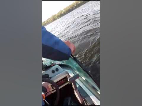 Ловля сома на перемет. - YouTube