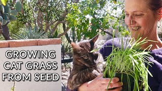 HOW TO GROW CAT GRASS FROM SEED INDOORS/JoyUsGarden