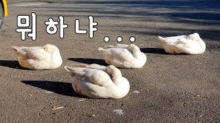 거위가 자는 방법｜how to sleep goose