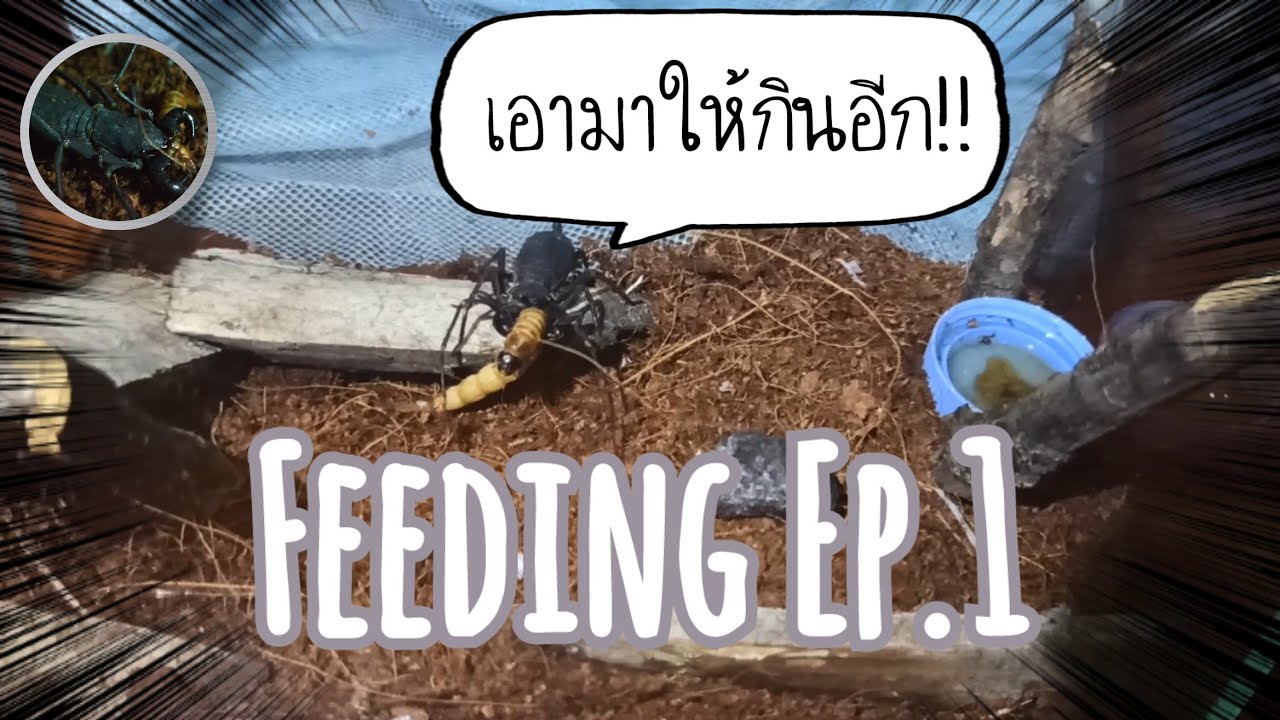 [FEEDING]EP.1ให้อาหารแมงป่องแส้กัน!!!(Feeding Vinegaroon) YouTube
