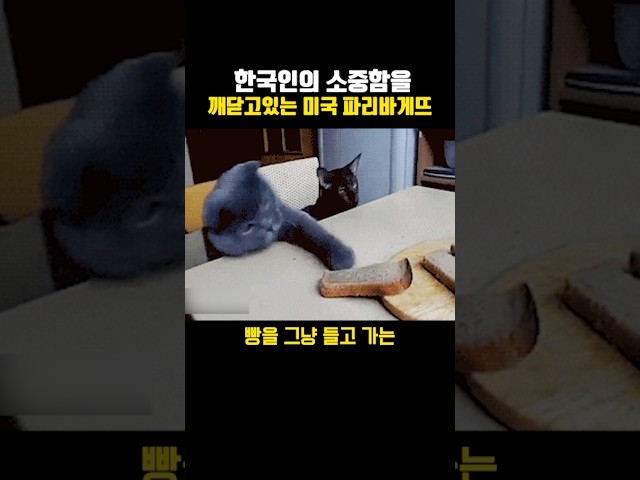 한국인의 소중함을 깨닫고 있는 미국 파리바게뜨 ㅋㅋㅋㅋ #이슈 #근황
